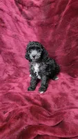 AKC Silver girl 2, a female Poodle - Toy  for sale in Houstonia, MO – 3 of 8