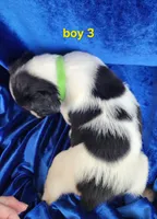 AKC French Brittany Boy 3, a male French Brittany for sale in Houstonia, MO – 2 of 7