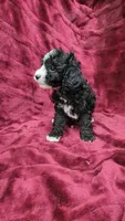 AKC "Tuxedo" boy, a male Poodle - Toy  for sale in Houstonia, MO – 8 of 10