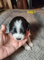 AKC/UKC boy 1, a male French Brittany for sale in Houstonia, MO – 5 of 7