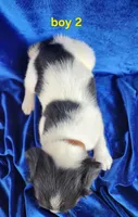 AKC Frech Brittany Boy 2, a male French Brittany for sale in Houstonia, MO – 4 of 8