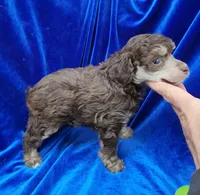 AKC Phantom boy, a male Poodle - Miniature  for sale in Houstonia, MO – 8 of 10