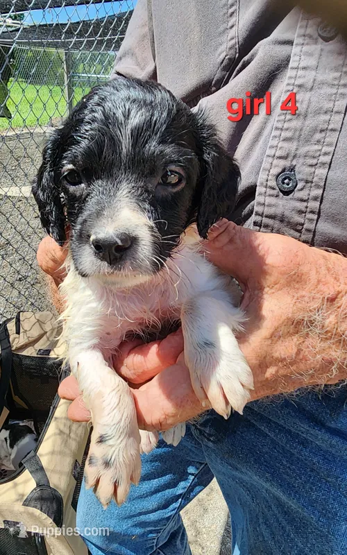 AKC/UKC Annie's girl 4 – French Brittany puppy for sale in Houstonia, MO