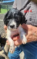 AKC/UKC Annie's girl 4, a female French Brittany for sale in Houstonia, MO – 1 of 4