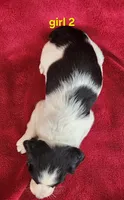 AKC French Brittany girl 2, a female French Brittany for sale in Houstonia, MO – 2 of 7