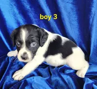 AKC French Brittany Boy 3, a male French Brittany for sale in Houstonia, MO – 1 of 7