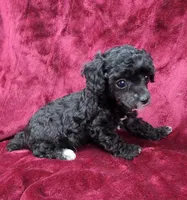 AKC black abstract girl, a female Poodle - Miniature  for sale in Houstonia, MO – 2 of 10