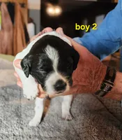 AKC & UKC boy 2, a male French Brittany for sale in Houstonia, MO – 4 of 8