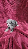AKC Tiny blue merle girl, a female Poodle - Toy  for sale in Houstonia, MO – 6 of 7