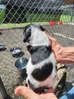 AKC/UKC Annie's girl 4, a female French Brittany for sale in Houstonia, MO – 2 of 4