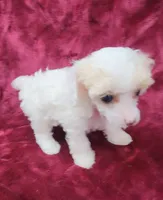 AKC Tiny Apricot Parti Girl, a female Poodle - Toy  for sale in Houstonia, MO – 4 of 10
