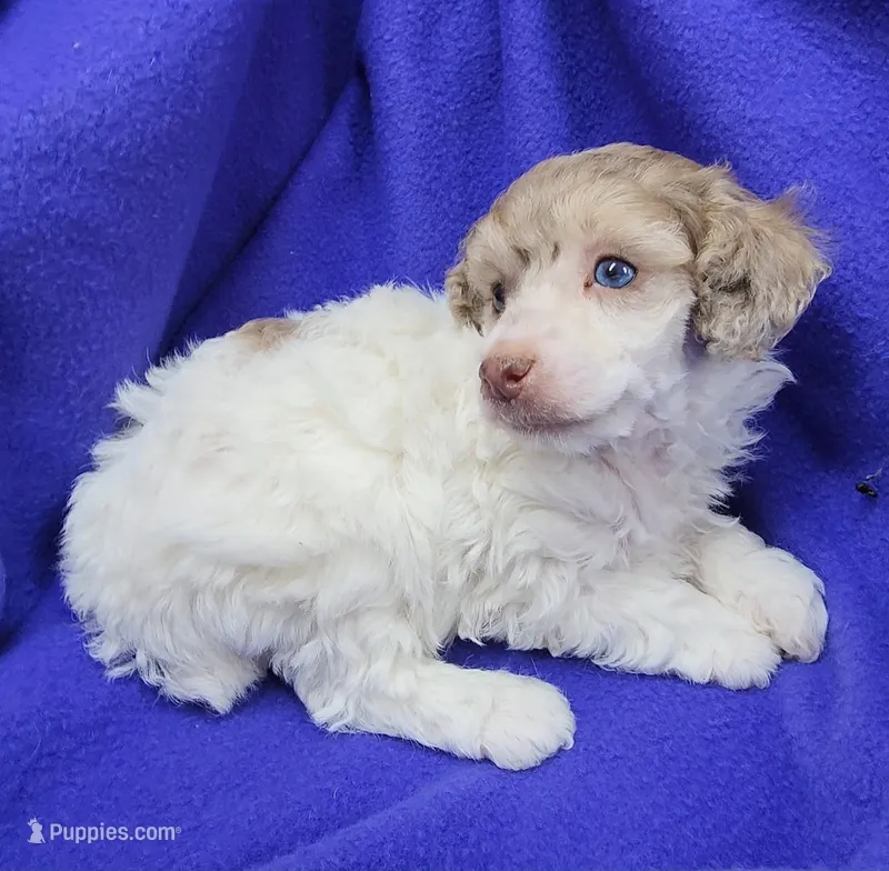 AKC Merle Parti Girl – Poodle - Miniature  puppy for sale in Houstonia, MO