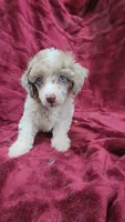 AKC merle parti, blue eyes, a male Poodle - Toy  for sale in Houstonia, MO – 7 of 10