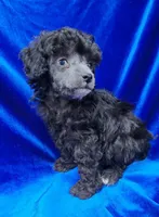 AKC Tiny Silver Boy, a male Poodle - Toy  for sale in Houstonia, MO – 4 of 9