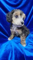 AKC Phantom boy with white, a male Poodle - Miniature  for sale in Houstonia, MO – 4 of 10
