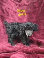 AKC Silver girl 3, a female Poodle - Toy  for sale in Houstonia, MO – 4 of 10