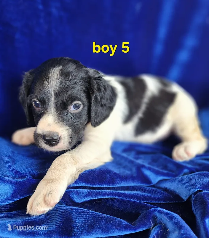 AKC French Brittany boy 5 – French Brittany puppy for sale in Houstonia, MO