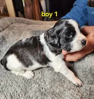AKC/UKC boy 1, a male French Brittany for sale in Houstonia, MO – 2 of 7