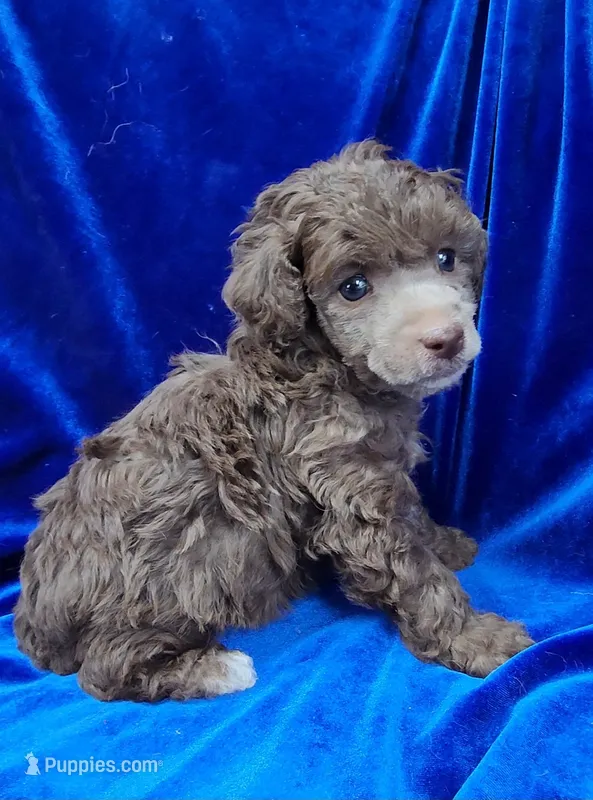 AKC Silver Beige Boy – Poodle - Miniature  puppy for sale in Houstonia, MO