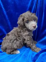 AKC Silver Beige Boy, a male Poodle - Miniature  for sale in Houstonia, MO – 1 of 10