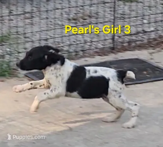 AKC/UKC French Brittany girl 3 – French Brittany puppy for sale in Houstonia, MO