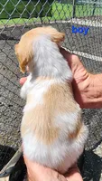 AKC/UKC Annie's boy, a female French Brittany for sale in Houstonia, MO – 2 of 4