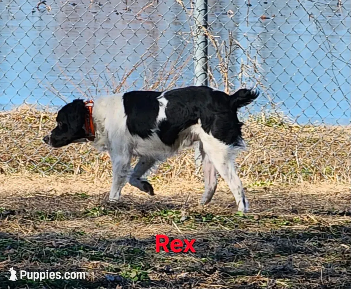 AKC/UKC French Brittany boy 4, a male French Brittany for sale in Houstonia, MO – 7 of 8