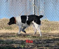 AKC French Brittany boy 4, a male French Brittany for sale in Houstonia, MO – 5 of 8