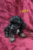 AKC phantom girl 5, a female Poodle - Toy  for sale in Houstonia, MO – 5 of 9