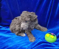 AKC Silver Beige Boy, a male Poodle - Miniature  for sale in Houstonia, MO – 5 of 10