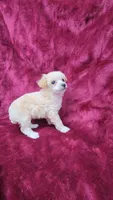 AKC Tiny Apricot Girl, a female Poodle - Toy  for sale in Houstonia, MO – 3 of 9