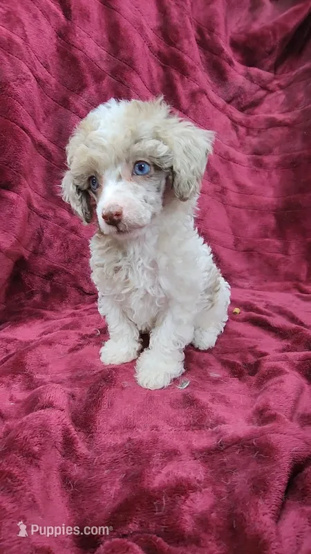 AKC merle parti, blue eyes – Poodle - Toy  puppy for sale in Houstonia, MO
