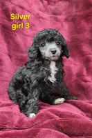AKC Silver girl 3, a female Poodle - Toy  for sale in Houstonia, MO – 8 of 10