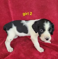 AKC French Brittany girl 2, a female French Brittany for sale in Houstonia, MO – 3 of 7