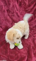 Cavapoo girl 2, a female Cavapoo for sale in Houstonia, MO – Photo 7 of 10