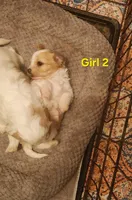 Cavapoo girl 2, a female Cavapoo for sale in Houstonia, MO – Photo 4 of 4