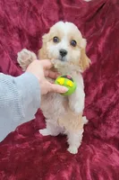 Cavapoo girl 2, a female Cavapoo for sale in Houstonia, MO – Photo 4 of 10