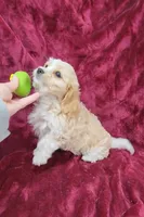 Cavapoo girl 2, a female Cavapoo for sale in Houstonia, MO – Photo 1 of 10