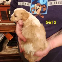 Cavapoo girl 2, a female Cavapoo for sale in Houstonia, MO – Photo 3 of 4