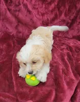 Cavapoo girl 2, a female Cavapoo for sale in Houstonia, MO – Photo 9 of 10