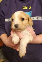 Cavapoo girl 2, a female Cavapoo for sale in Houstonia, MO – Photo 2 of 4