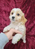 Cavapoo girl 2, a female Cavapoo for sale in Houstonia, MO – Photo 2 of 10