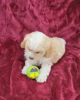 Cavapoo girl 2, a female Cavapoo for sale in Houstonia, MO – Photo 5 of 10