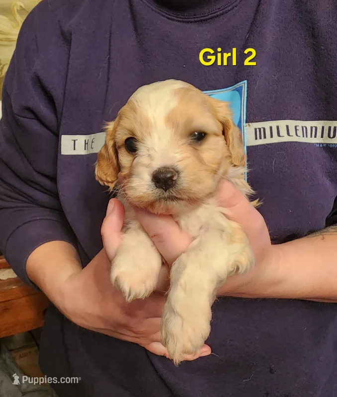 Cavapoo girl 2 – Cavapoo puppy for sale in Houstonia, MO
