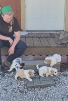 Cavapoo girl 2, a female Cavapoo for sale in Houstonia, MO – Photo 10 of 10