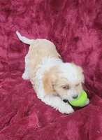 Cavapoo girl 2, a female Cavapoo for sale in Houstonia, MO – Photo 8 of 10