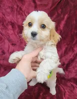 Cavapoo girl 2, a female Cavapoo for sale in Houstonia, MO – Photo 3 of 10