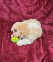 Cavapoo girl 2, a female Cavapoo for sale in Houstonia, MO – Photo 6 of 10