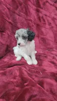 AKC blue merle parti girl, a female Poodle - Toy  for sale in Houstonia, MO – 4 of 8