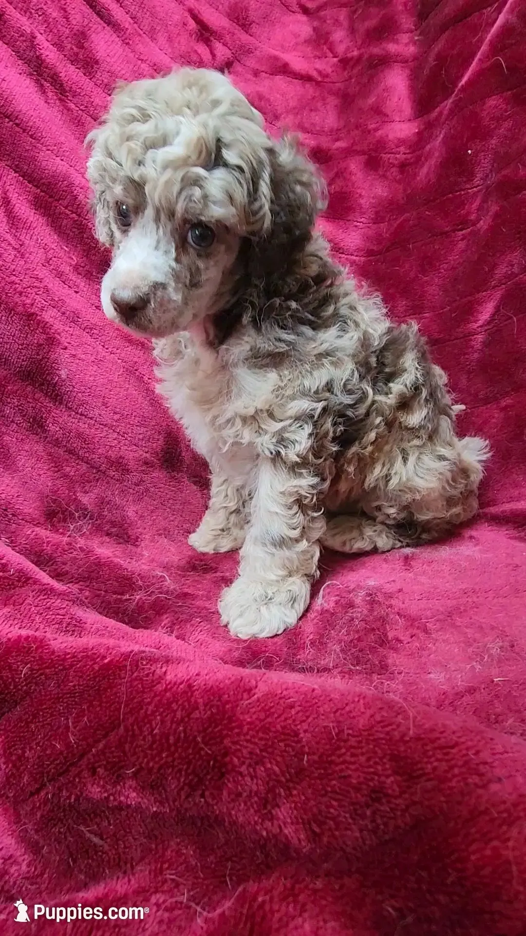 AKC Chocolate Merle boy, a male Poodle - Miniature  for sale in Houstonia, MO – 6 of 6